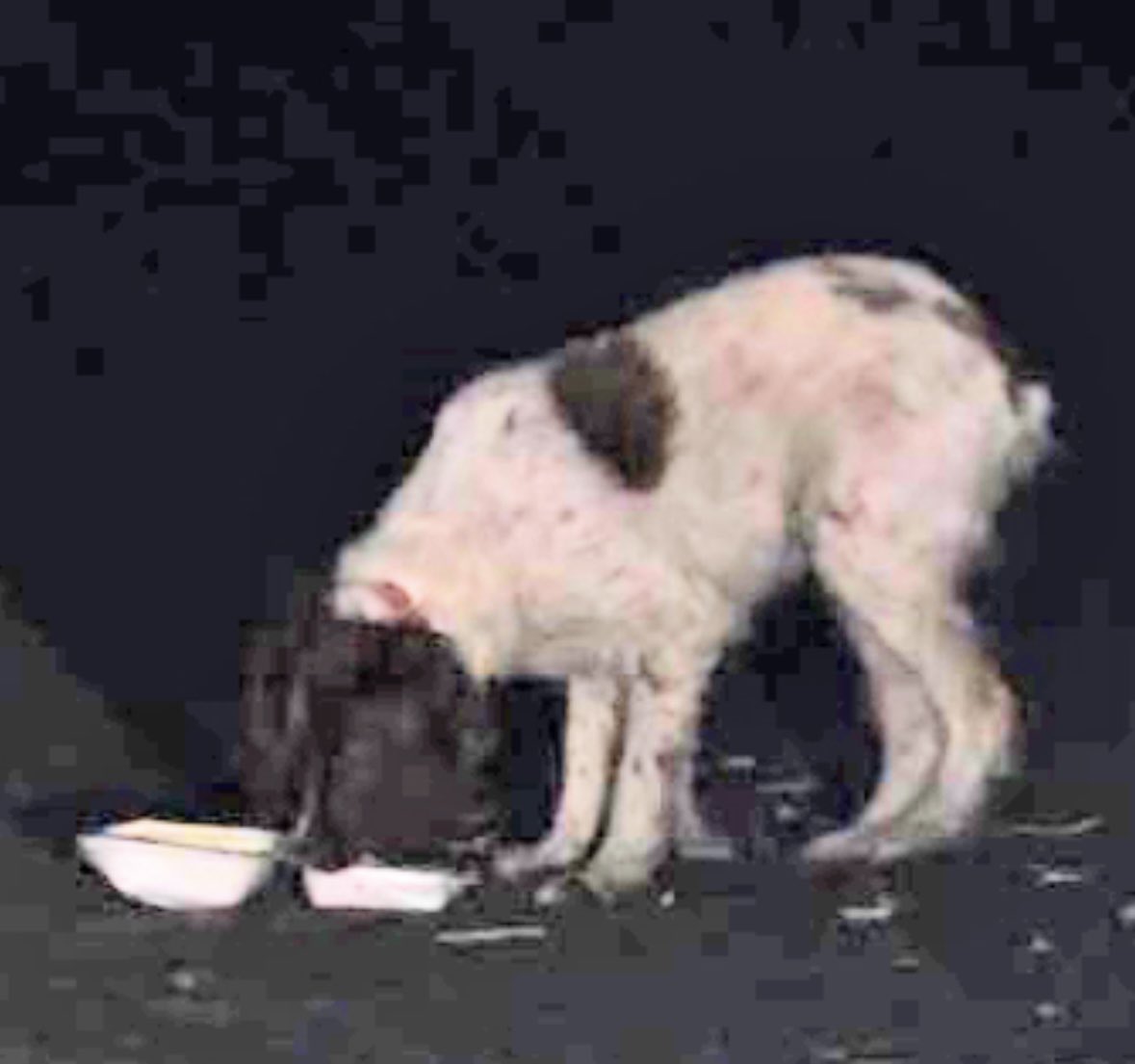 Rosie Doc tweet media