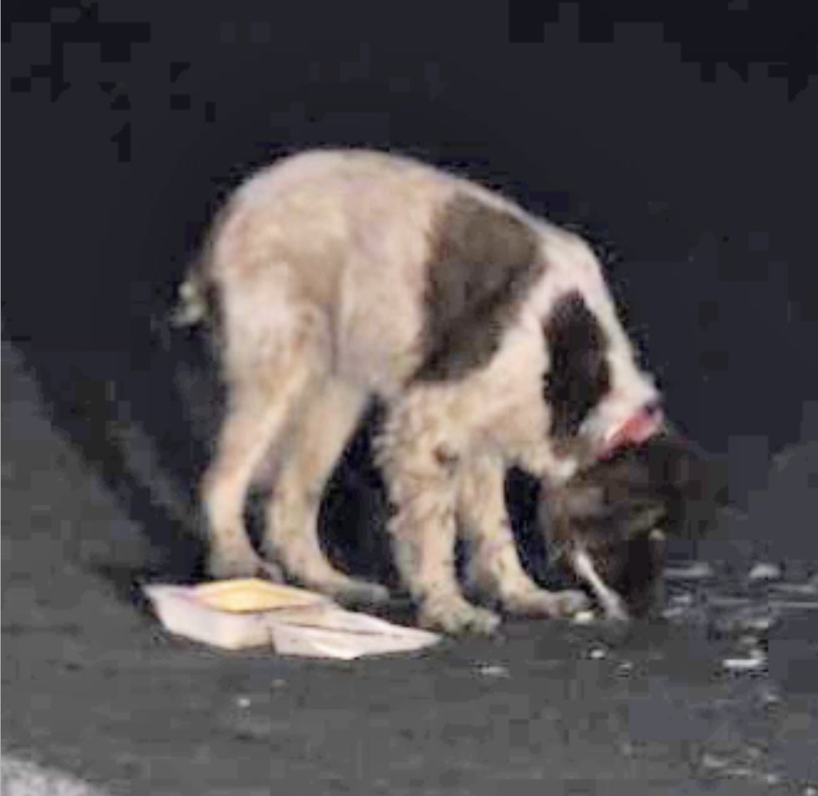 Rosie Doc tweet media