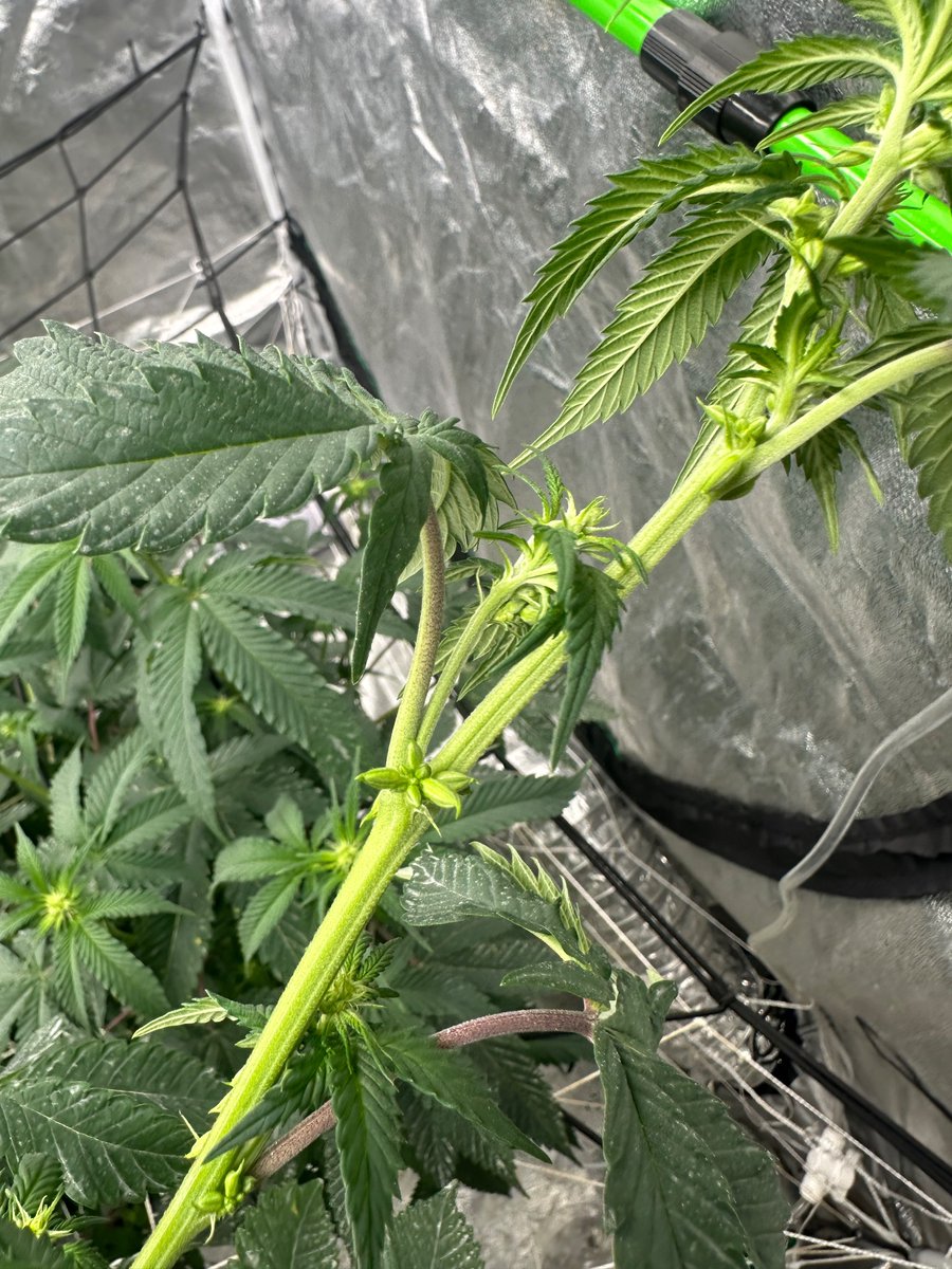 For shame <a href="/exoticgenetix/">Exoticgenetix</a>