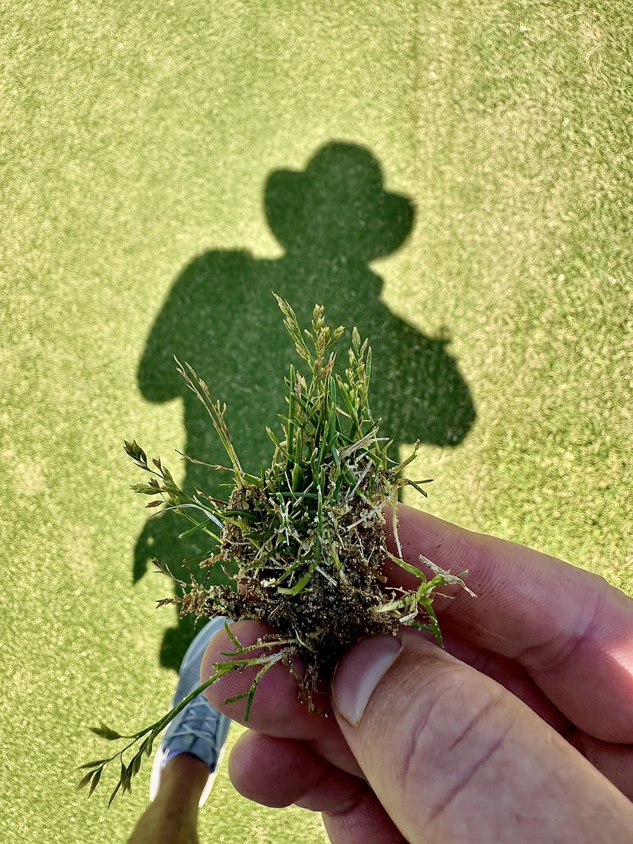 Bill Weller (@billwellergcs) on Twitter photo I was a skeptic, but look at this beauty. San Antonio, TX. August 3rd. <a href="/UTTurfWeeds/">Jim Brosnan, Ph.D.</a> <a href="/turfgirl24/">Devon Carroll, Ph.D.</a> I was a skeptic, but look at this beauty. San Antonio, TX. August 3rd. <a href="/UTTurfWeeds/">Jim Brosnan, Ph.D.</a> <a href="/turfgirl24/">Devon Carroll, Ph.D.</a>