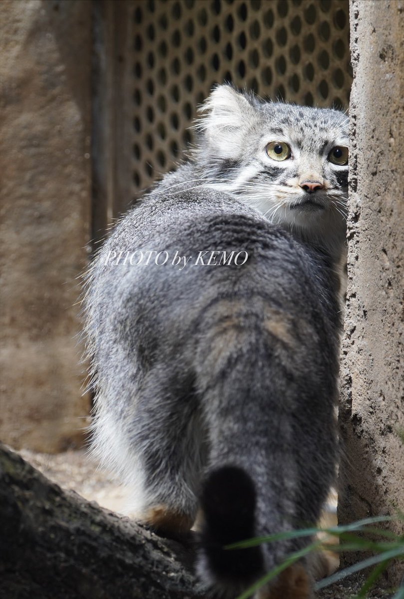 けつようび☔️

#マヌルネコ　#那須どうぶつ王国　#アブリコース