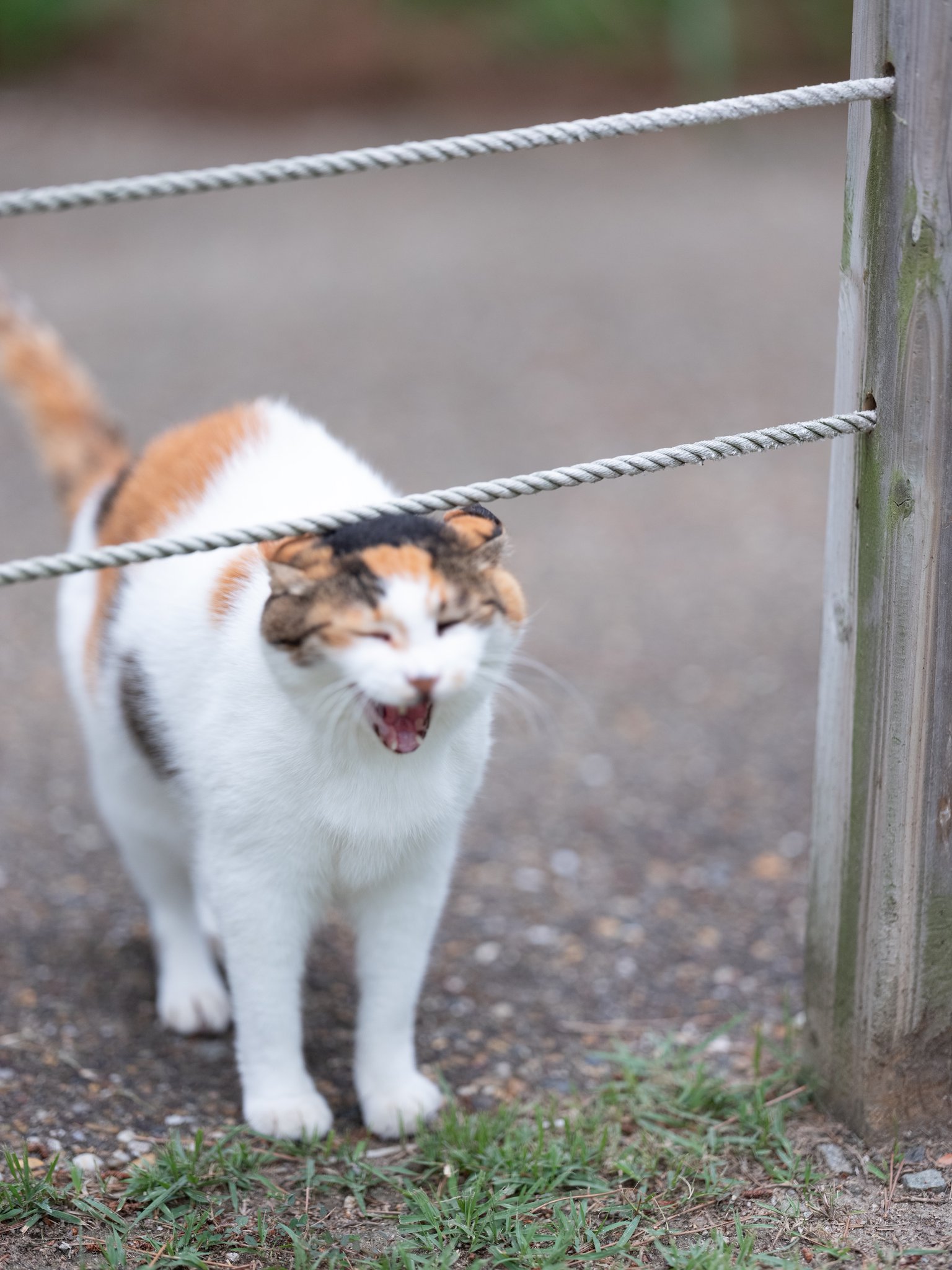 あおいねこ あおいとり🐱写真集「ずっと気まま猫」発売中 on X: 