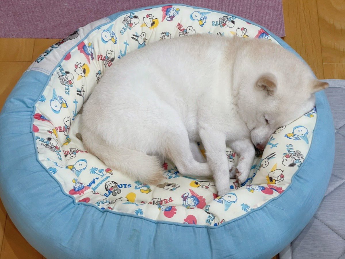 昨日から雨が沢山降ってて、

いつもにも増して眠い💤みたいです。

＃白柴　＃柴犬のいる暮らし
