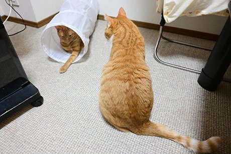 phototetu2020's tweet photo. 我が家のオトラ＆チャイ＆ミー
トンネル内オトラ＆傍に居るチャイ
#保護猫 #保護猫活動 #ミカタネコ
#保護猫を家族に #猫の居る生活
#保護猫と暮らす #ネコノミカタ https://t.co/Eu20P8YI0g