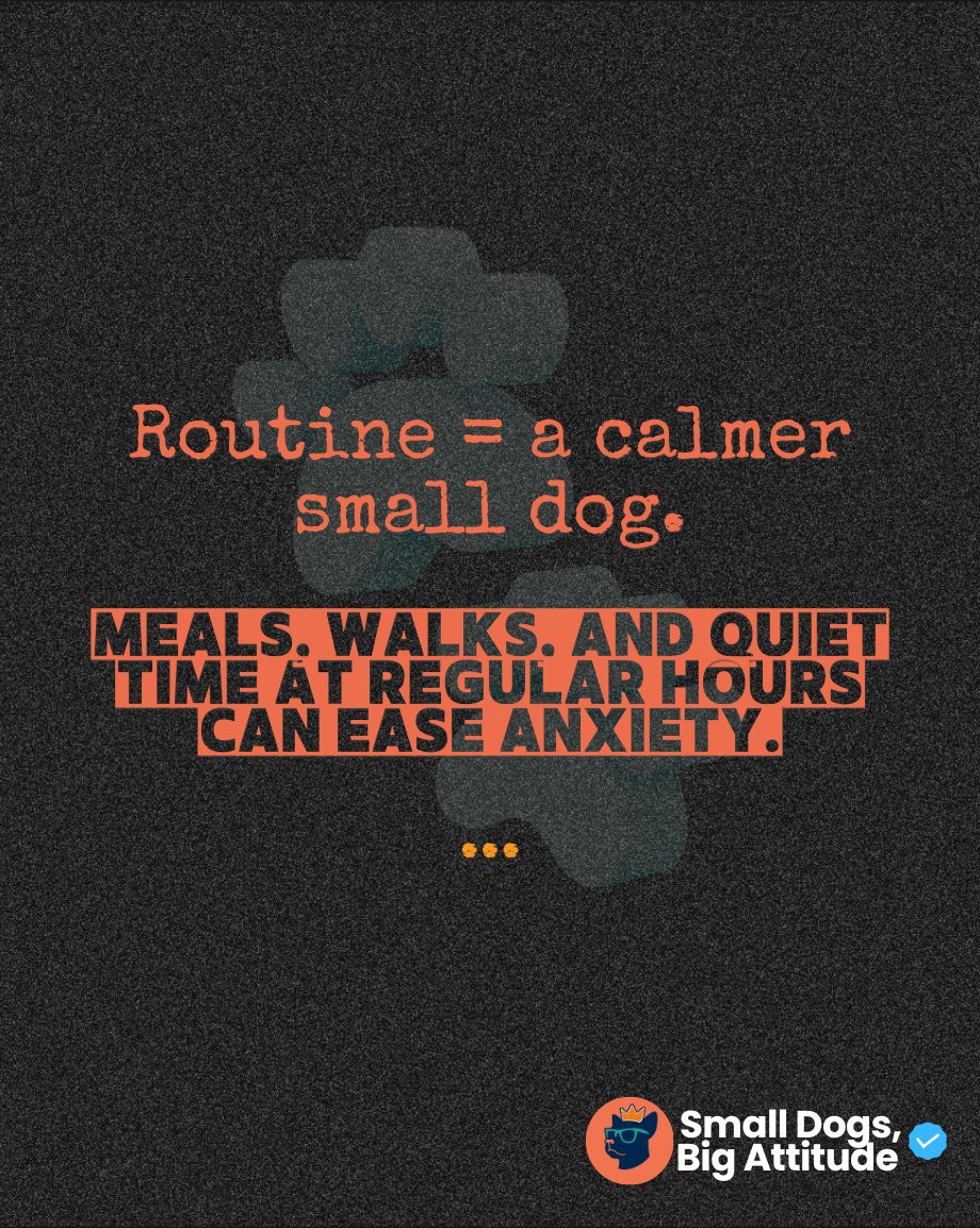 SmlDogs_BigAtti's tweet image. Routine helps calm anxious pups. #DogRoutine #CalmDog #PetCare