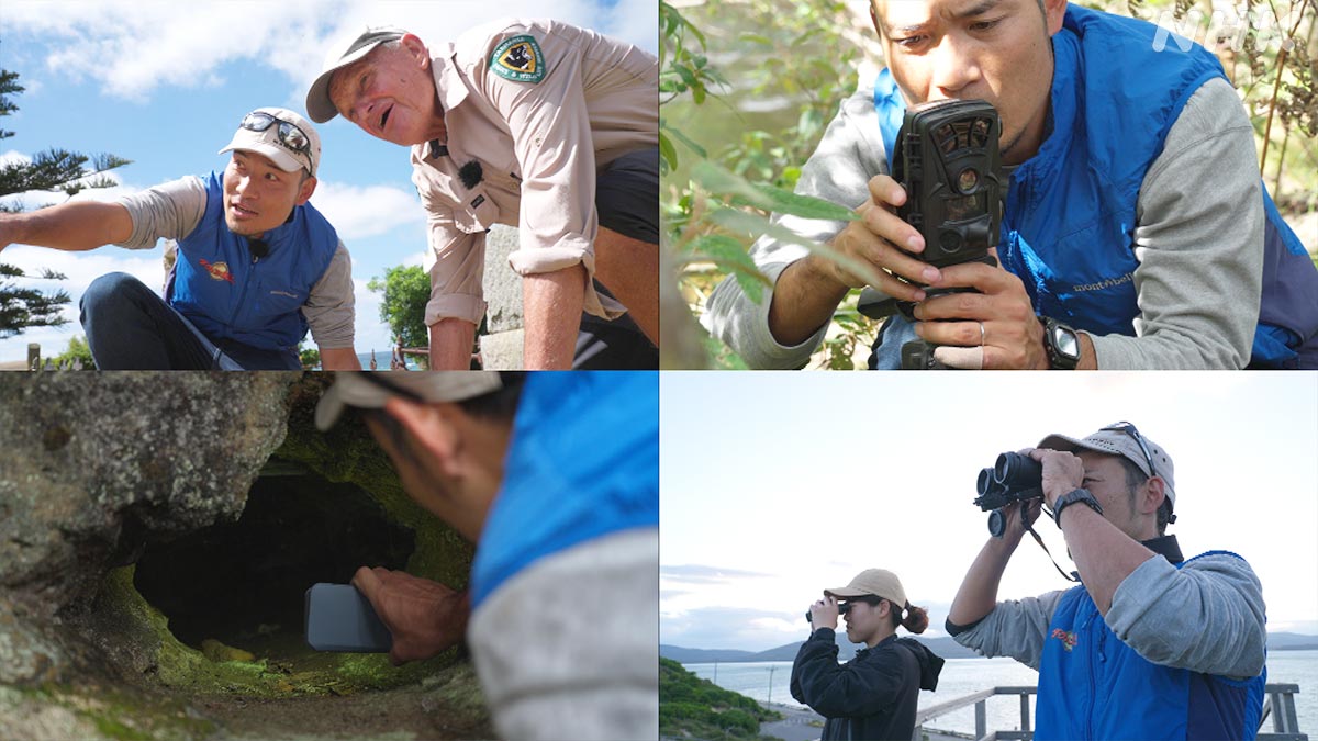 ダーウィンが来た! ダーウィンが来た！ on X