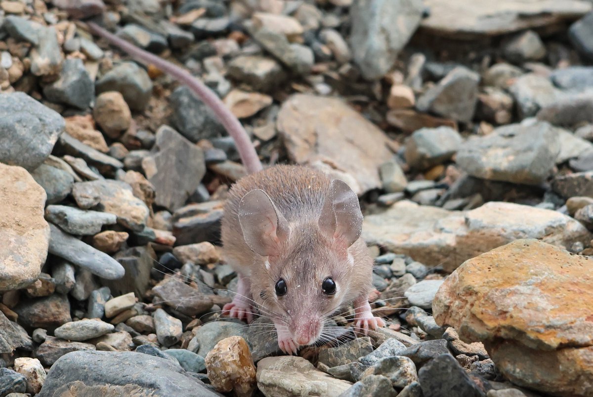 The Mouse was waiting in a long line for rice. She was crying. She thought it might run out before she reached the front. No-one left even a grain behind from their portions. The sun was relentless and her feet hurt. Dizzying, fevered thoughts flowered and faded like Damask roses