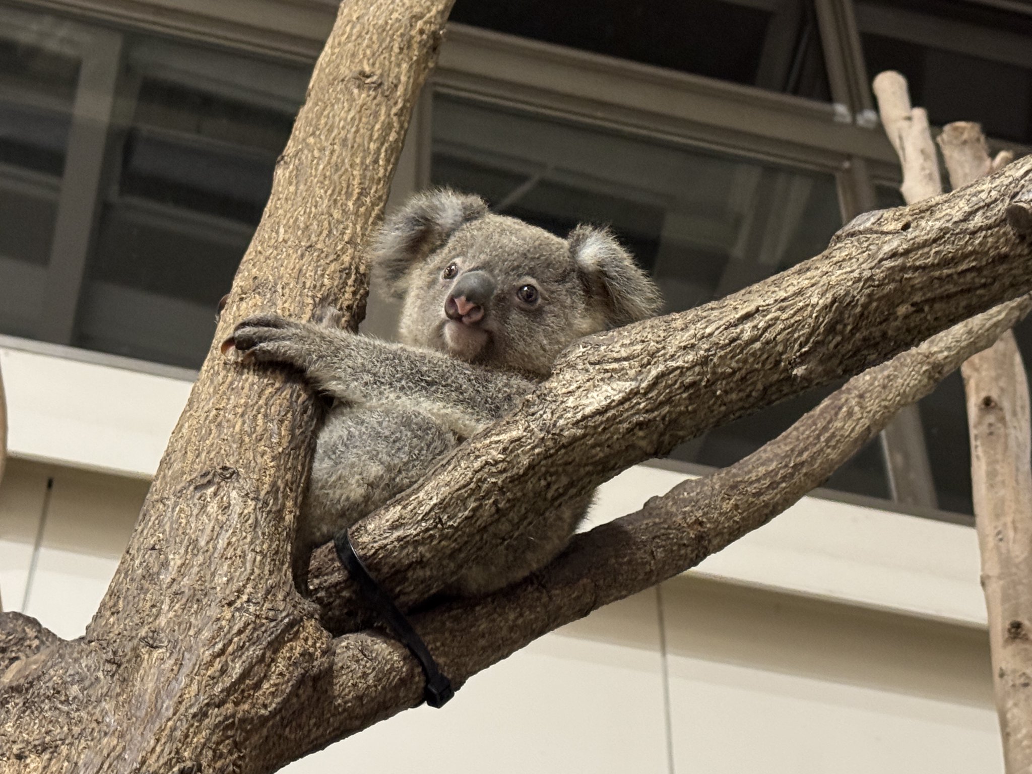 鹿児島市平川動物公園 on X: 
