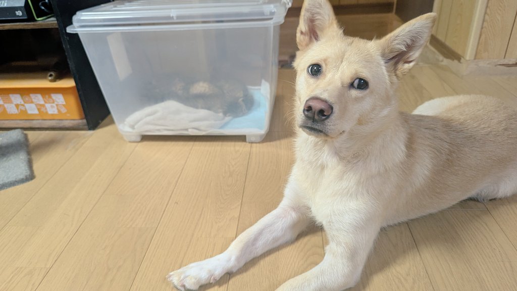 おはあいなん«٩(*´ ꒳ `*)۶»
8月11日月曜日 愛南町は☔
うさぎ堂ランチは11時からです✨魚が終わるまでですが、昨日は13時半には終わったのでお早めにどうぞ🎶
 
子猫のミルクが4倍速で無くなる日々です。(4匹だもんそりゃそーよね)
犬は片時も離れず見守ってます。見てるだけだけど、離すと怒る(*´ ˘