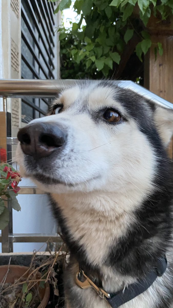 <a href="/laveendertulip/">Lullaby ⵣ</a> Si ça te fait du bien 🤗