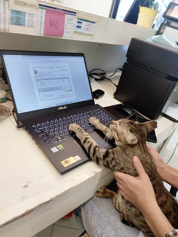 cats with jobs 🛠 tweet media