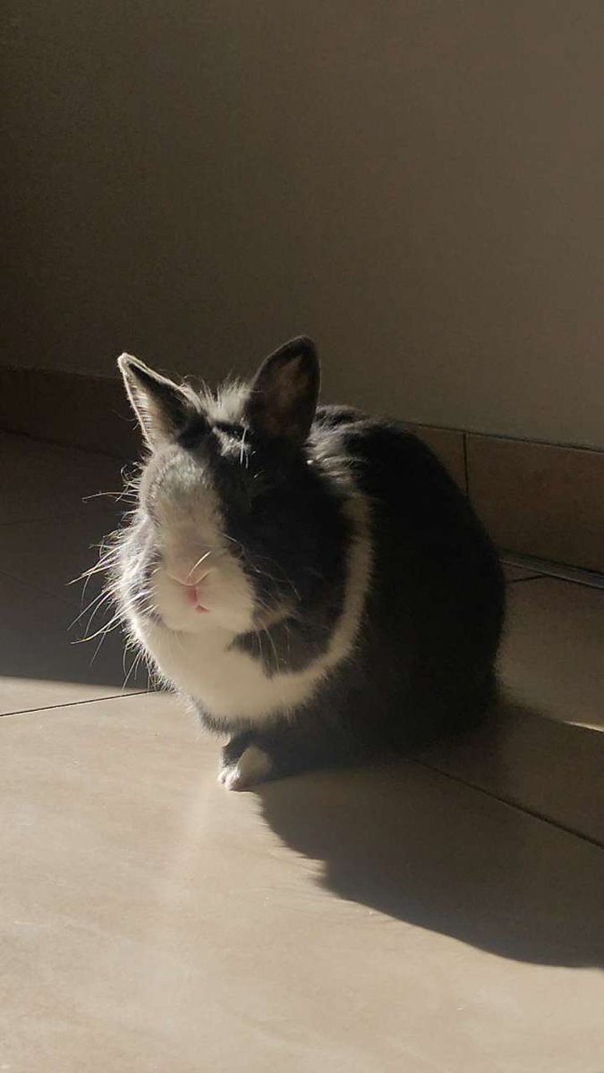 CMBeliever's tweet photo. @laveendertulip Je ne manquerai jamais une occasion de vous partager mon pipou lapin https://t.co/NMkABwOTs3