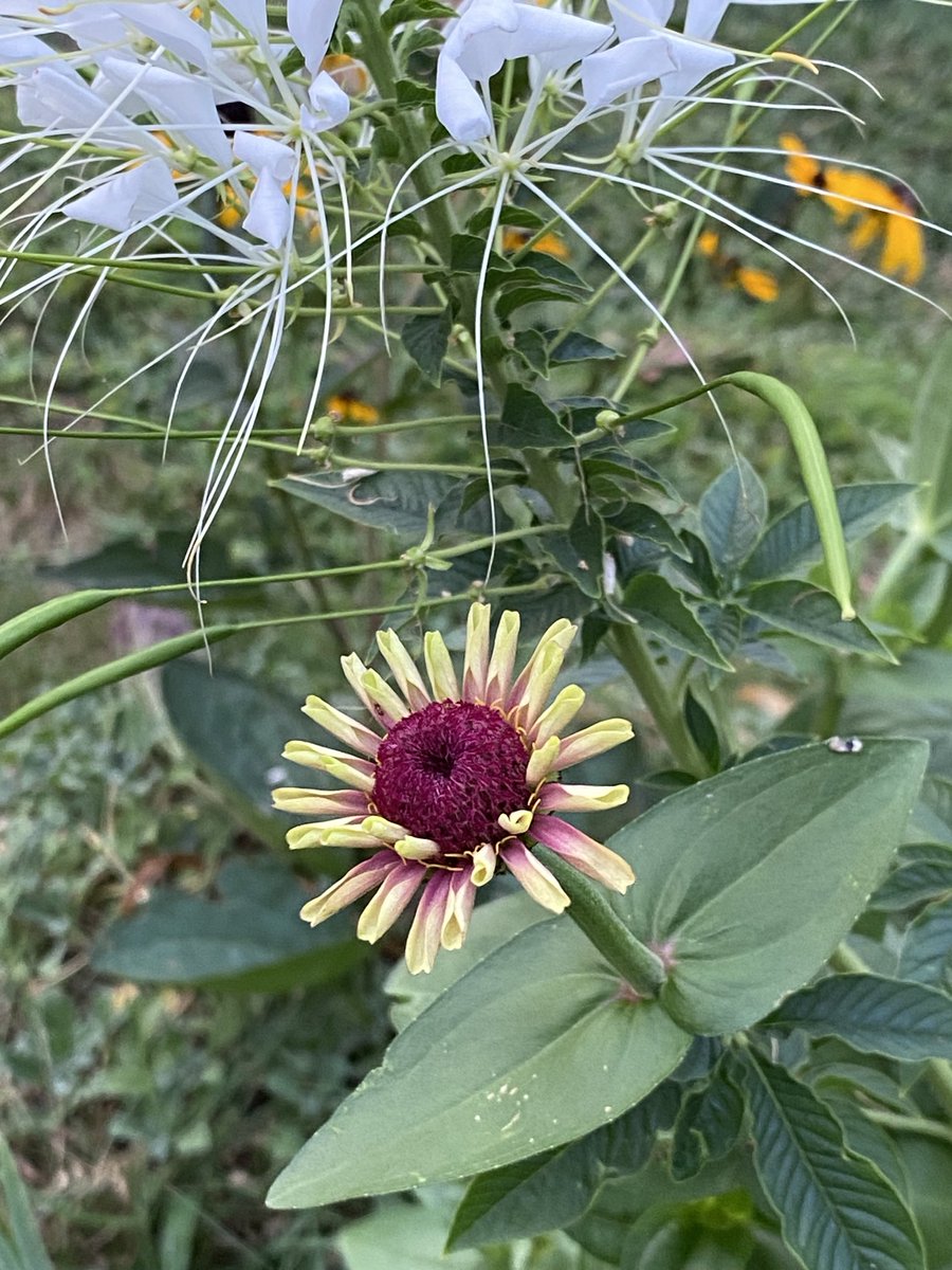 joanjet761's tweet image. Fountainhead Cleome stamen and seed and newly open Queen Lime Rose #zinnia.  #flowers #botanicalbeauty