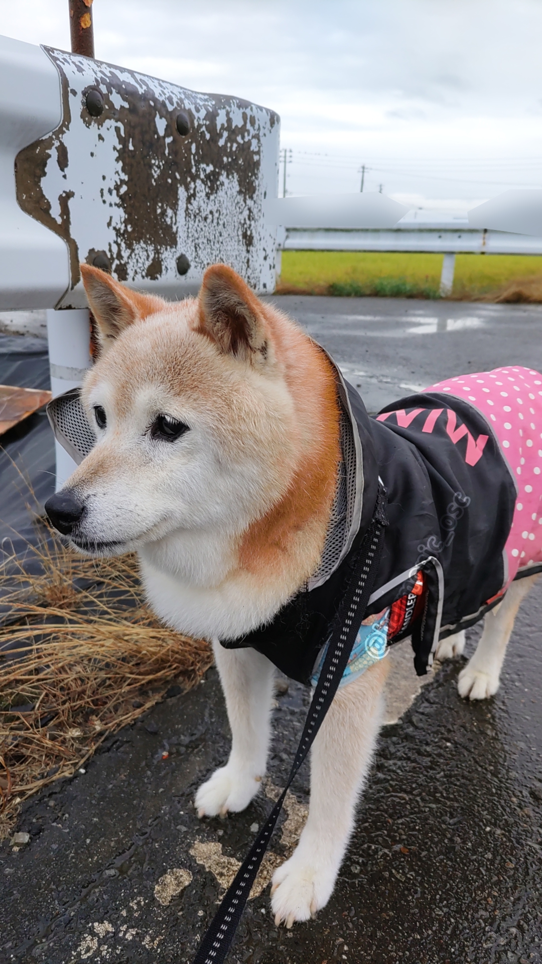 yutaka4848🐕🐾🎮💻_φ(・_・ on X: 