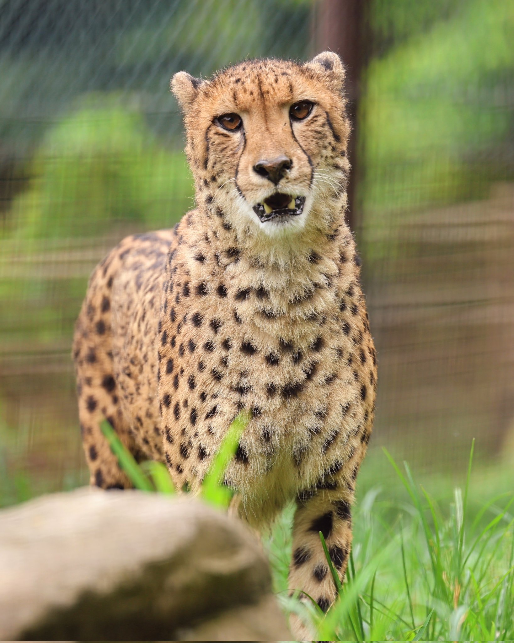ほのぼのチーター様 生後11日目 チーターのズラヤ、子育てでお疲れ？気分転換方法と