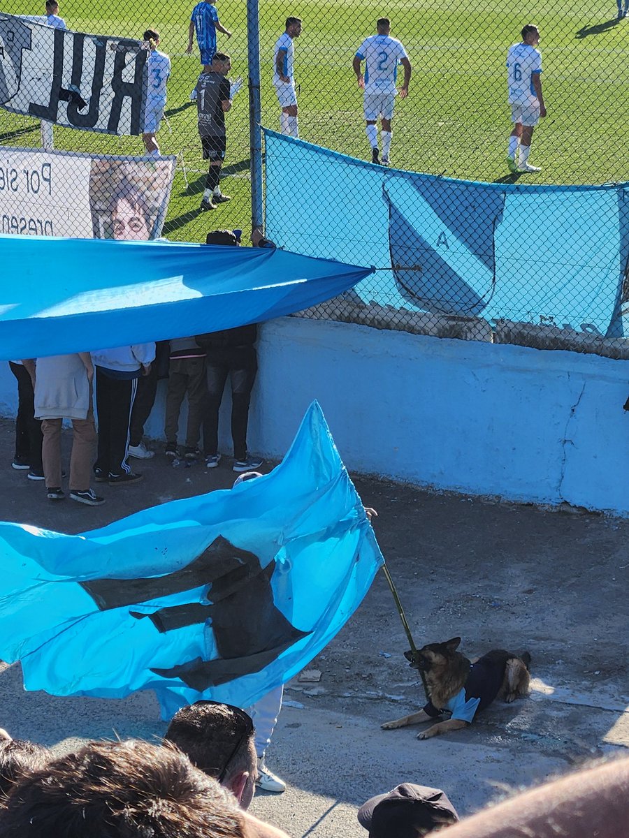 -El perro hincha de Temperley no existe

-El perro hincha de Temperley: