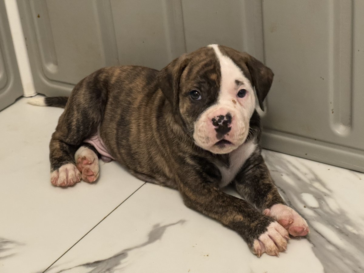 I’M NOT ALLOWED TO KEEP THIS BABY BOY ITS NOT FAIR 😭