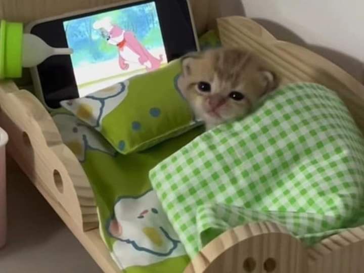 😻😻 (@kittenhideout) on Twitter photo 