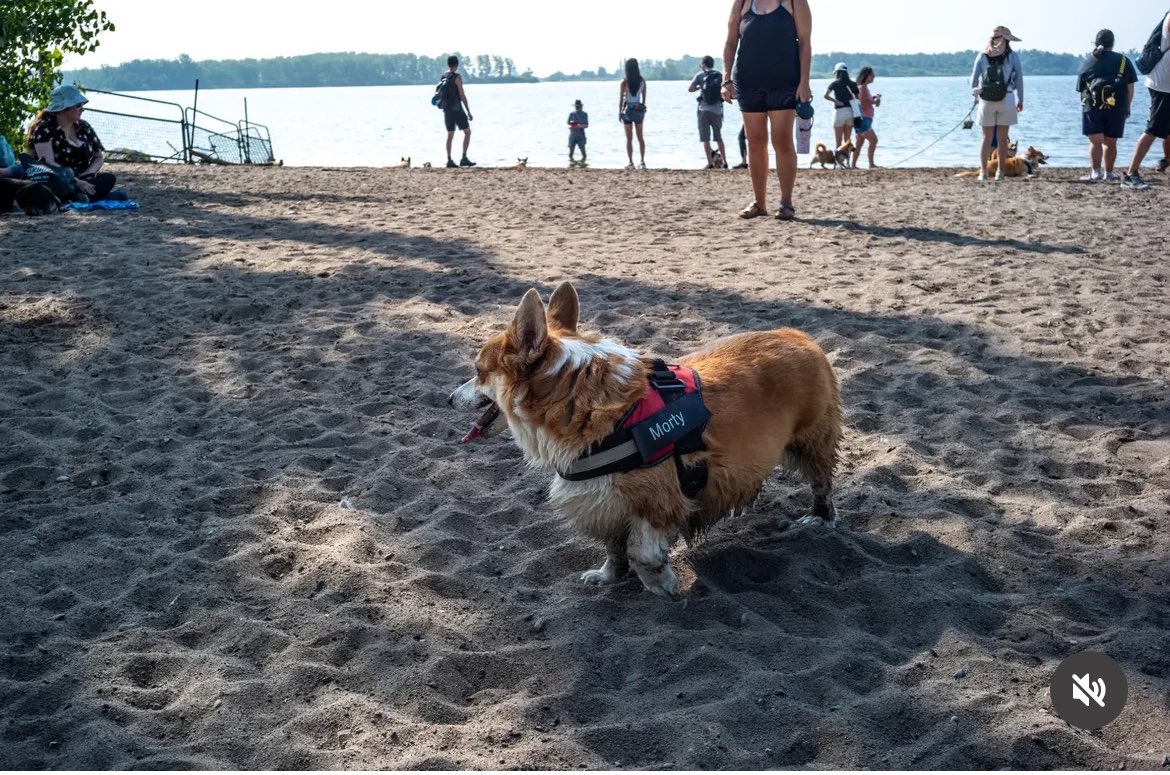 LongbottomMorty's tweet photo. So many frens, so little time! My first time attending corgi beach day at Cherry Beach, Toronto for the GTA (Greater Toronto Area) and Ontario Corgis FB group. #CorgiCrew #corgi https://t.co/G9OVvPDjv8