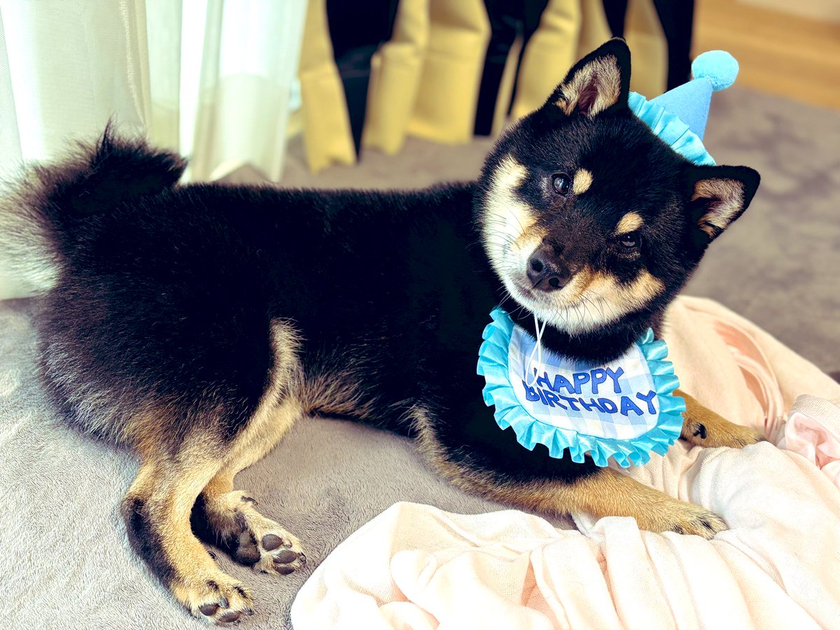 黒柴あかふく (@akahuku_811) / Posts / X