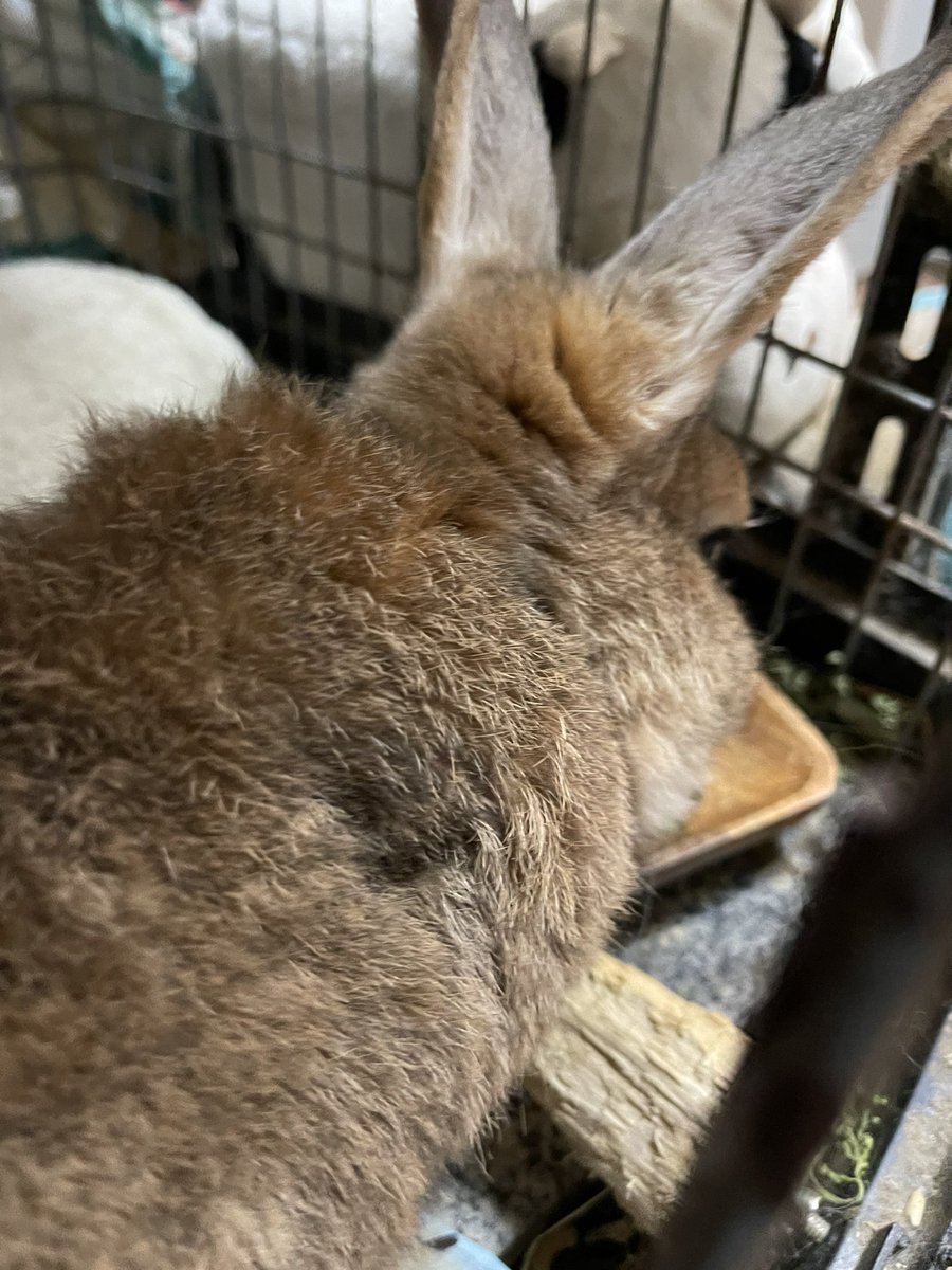 おはようございます😊
降ったり止んだりしています🌂☁️

ご飯食べたよ🐰🌿🌿🌿

今日は切り出しします✂️
今週もよろしくお願いします🐰🐰🐇