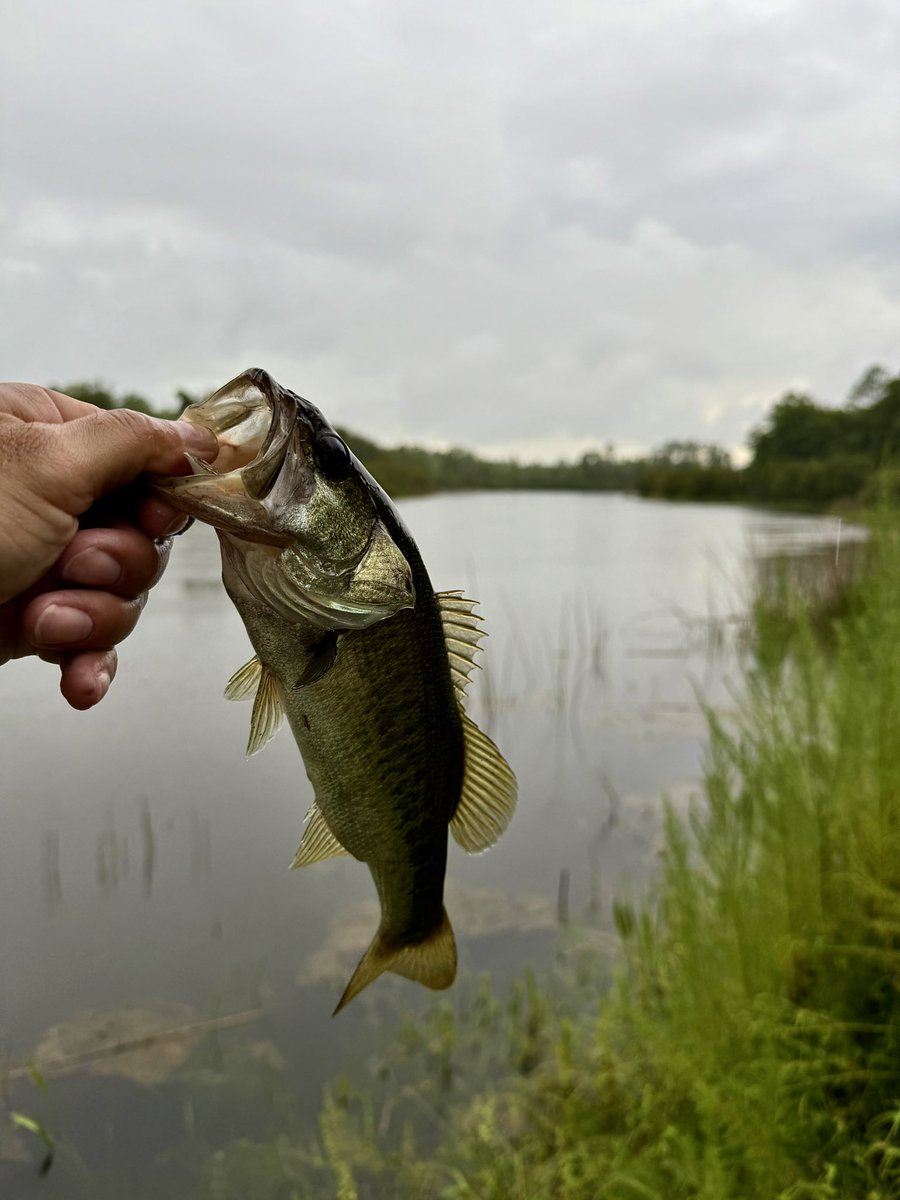 usafloridaman1's tweet photo. The simple things…Fishing in the rain!!🌧️ 🎣🐊 #Floridathings https://t.co/J6ZyNbFkfS