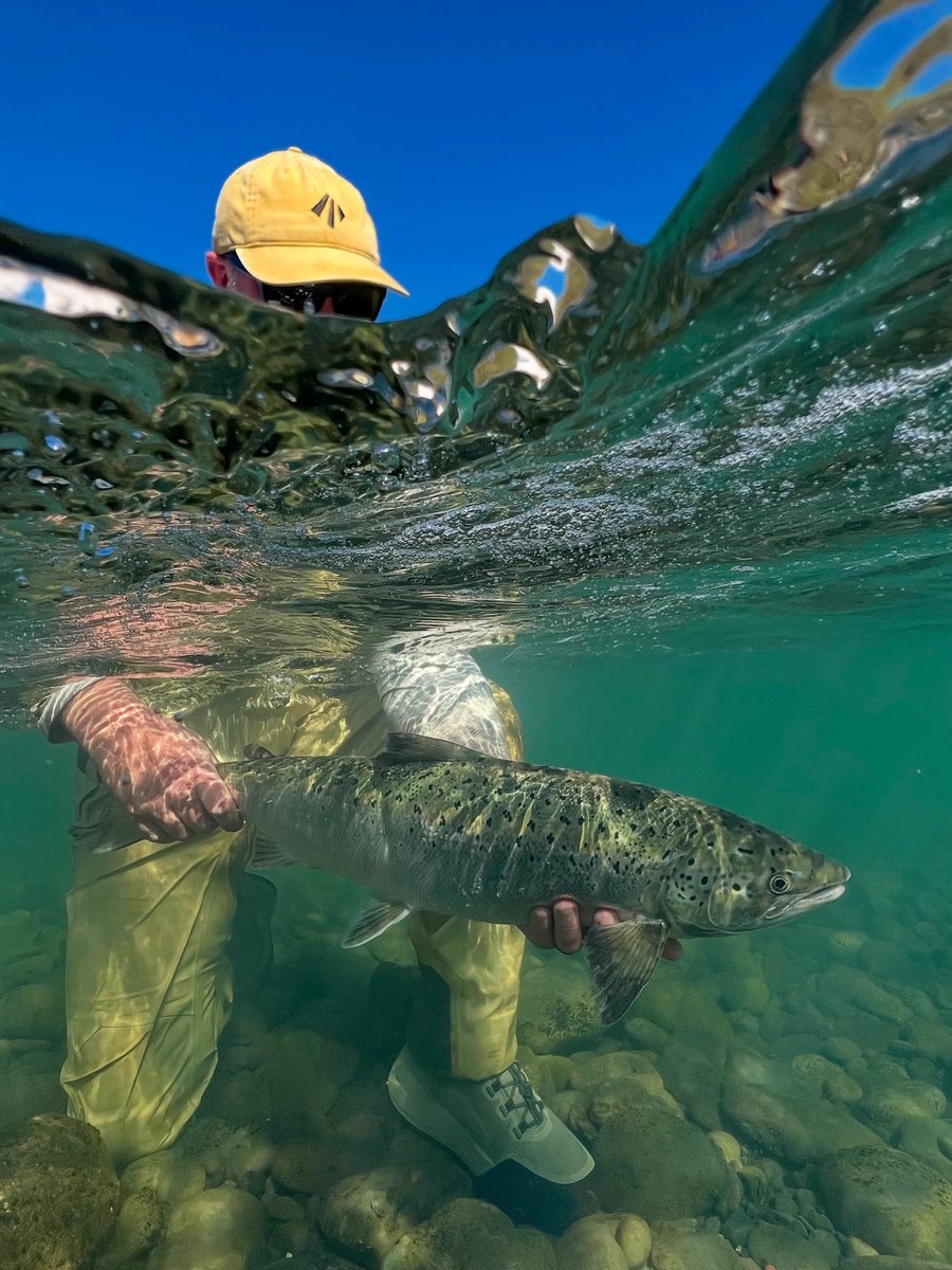 Keep Fish Wet tweet media