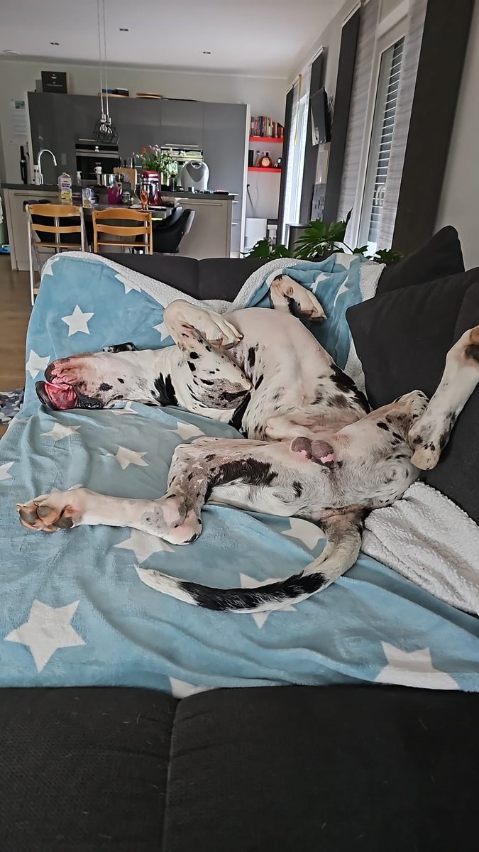 Ich glaub dem Köter geht’s echt schlecht, wenn man nicht da ist🤣