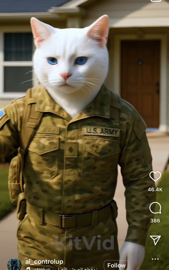 مقاطع مياو مياو