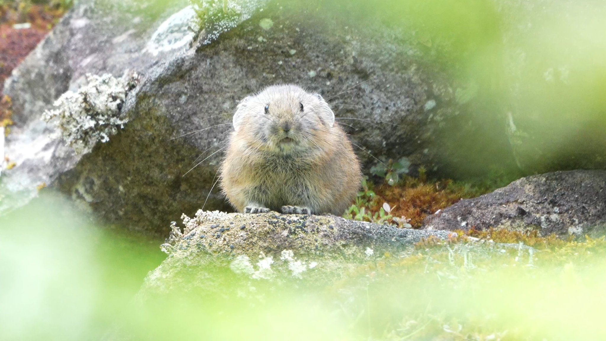 ワンコページ 楽天市場】安全靴 ジーベック 85118 男女兼用 耐滑 レディース