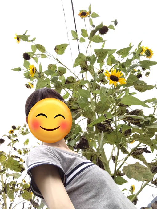 ひまわりがデカすぎてホラーなんだけど…