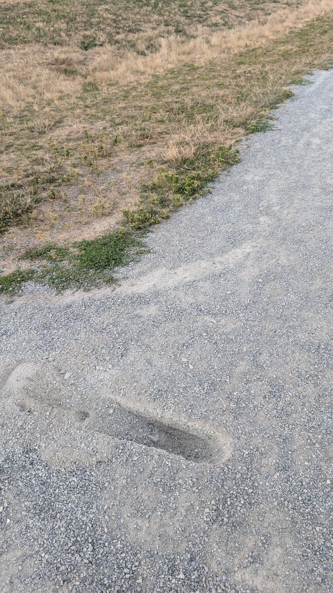 <a href="/YourMapleRidge/">City of Maple Ridge</a> Please fix this. Caused by a fat tire I think. On gravel path at #hammondstadiumpark , #mapleridge near Miller St cul-de-sac.  Someone might trip and fall...