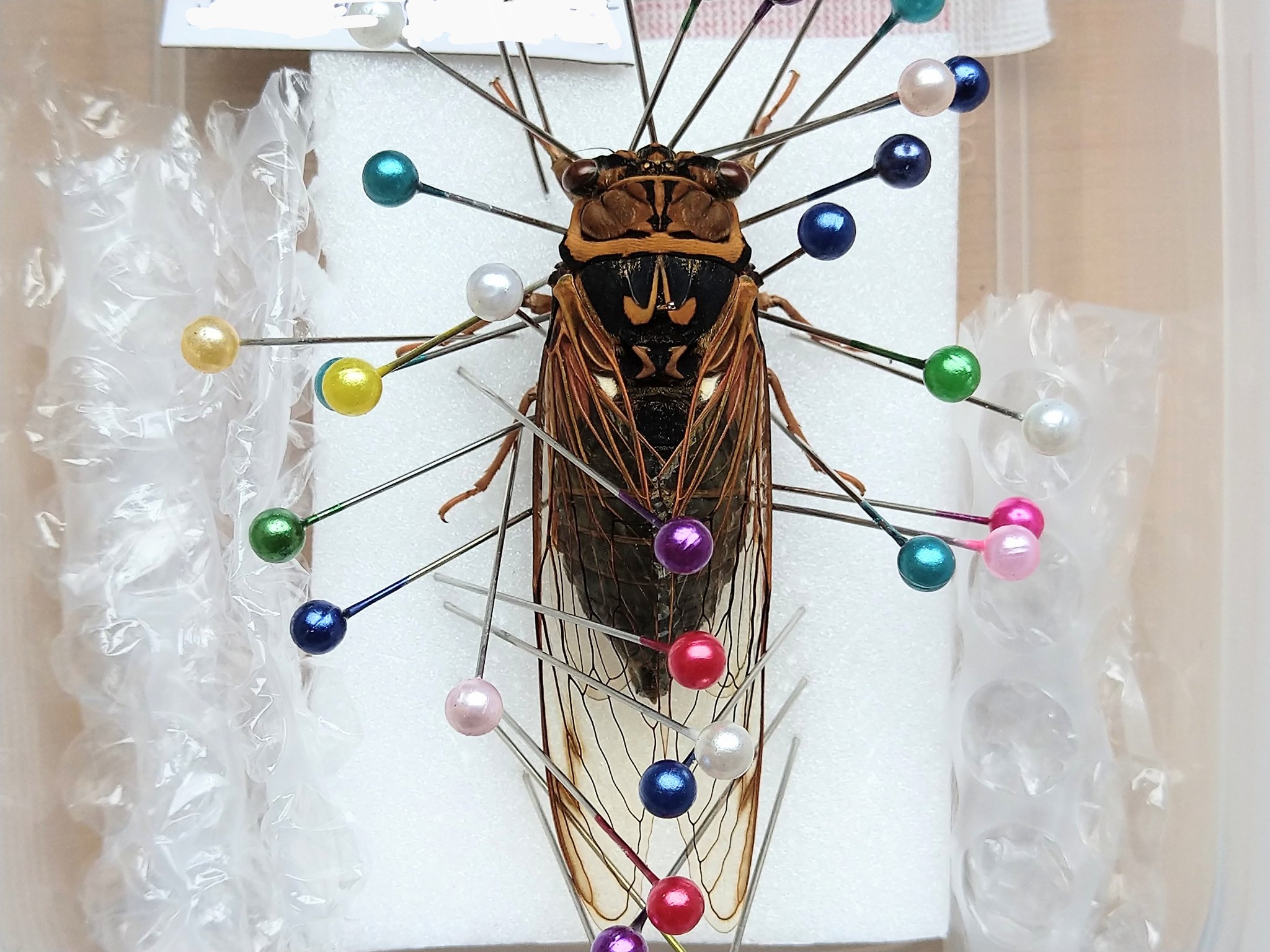 アカエゾゼミ標本（アドニス） 【公式通販】