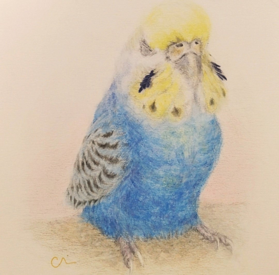 セキセイインコ肖像画家 CHIEKO🎨 (@Hc34r9) / Posts / X