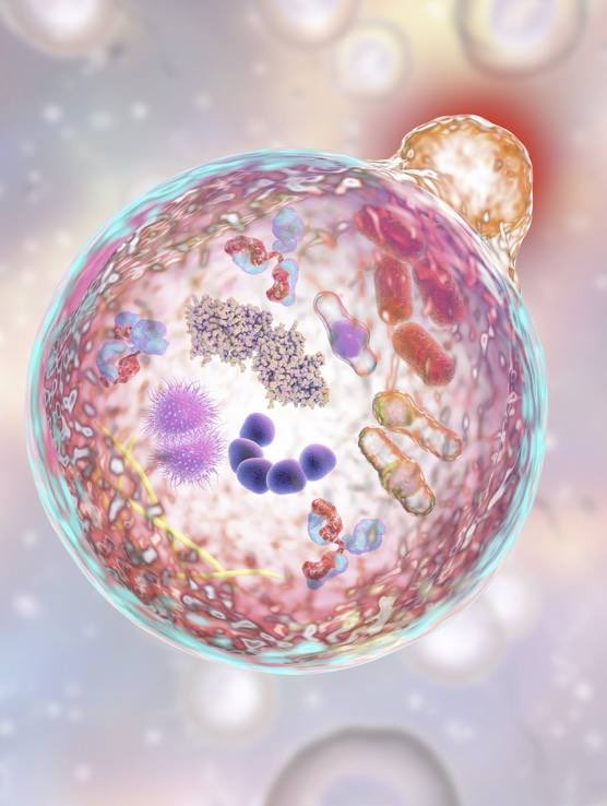 Fasting for 72 hours is the best medicine on Earth.

It triggers your body to "eat up" tumors, inflammation, and toxins.

It's literally a doctor within.

Here's how to fast correctly (according to science):