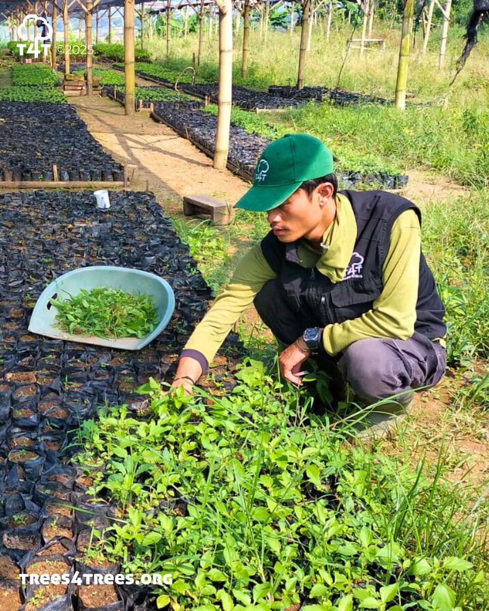 Our #nurseries are coming to life! 
 
From seeds treatment and sowing, to care and selection, applying microbes to fertilize and improve the #soil, and checking pH levels - to ensure all seedlings grow strong and healthy. 
 
Here’s a glimpse of one of our nurseries' activities!🥰