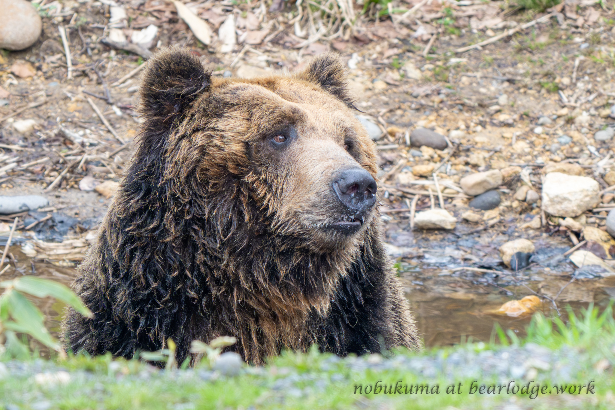 山のくまさん のぶクマ🐻羆と香辛料🐻C106 日曜日 東6 “ク”－37b on X