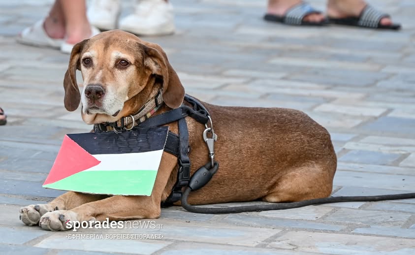 Σκόπελος
10/8/2025