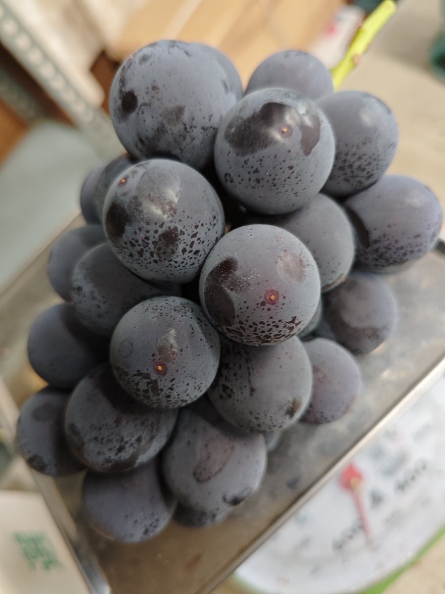 grape_farm's tweet photo. 【お知らせ】本日から3日間は市場の盆休みのため、売店も閉店しております。
電話やFAXをして頂いても返せませんのでご承知おきください。 https://t.co/E7n4NXDgBp