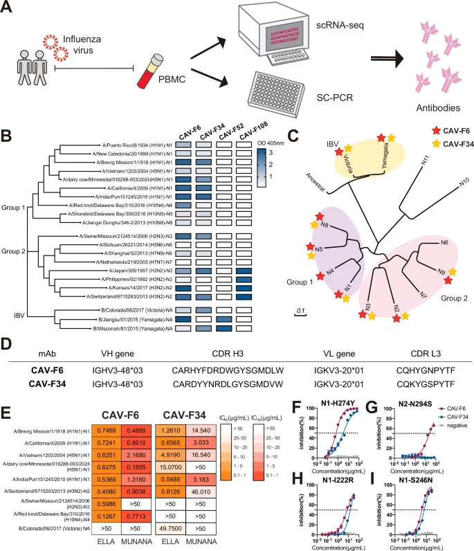 DuckSwabber's tweet photo. 2 broadly cross-protective mAbs CAV-F6 + CAV-F34: NA enzymatic activity across multiple subtypes. Neutralise bovine H5N1, H7N9. Target conserved regions of the NA active site via HCDR3
👉https://t.co/mDmgxjecw6 https://t.co/4582hFa7ZB