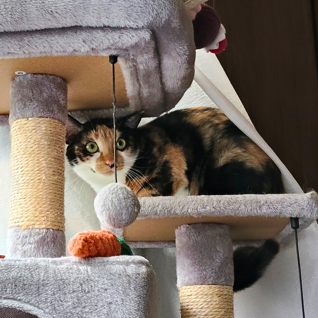 カーテンめくられて、えっ？って顔

#里親募集中 #保護猫 #猫 #三毛猫 #猫好きさんと繋がりたい #猫のいる暮らし #猫のいる生活 #預かりボランティア #Cat #catlife