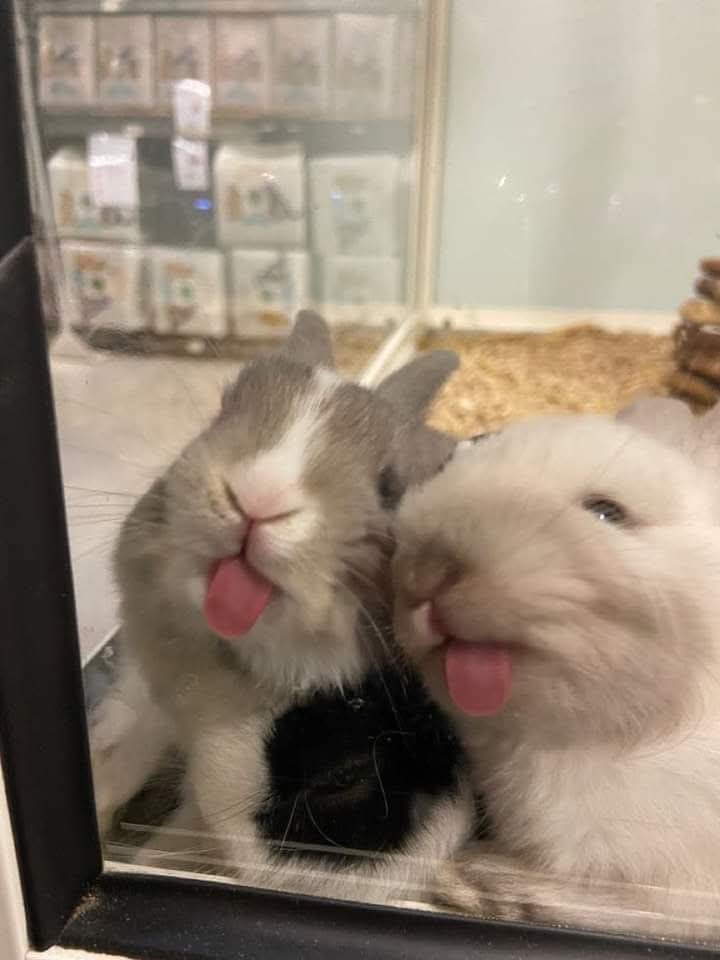 😜🐰