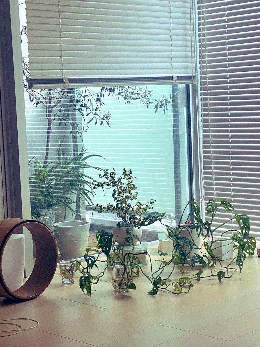 STHIRA7's tweet photo. 今日も元気です🌱 https://t.co/mR0RIbLBzm