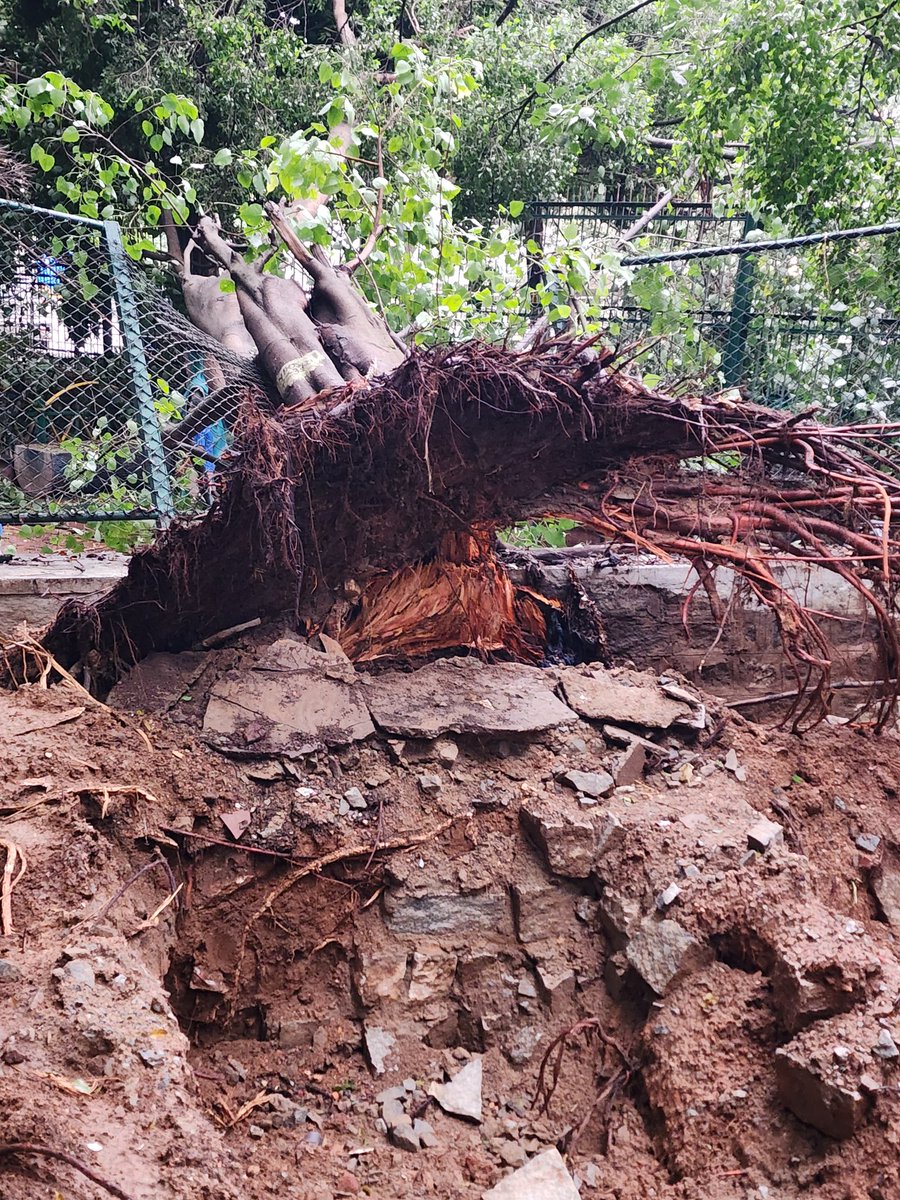 prasadkumarh's tweet photo. @RameshNR_BJP "Absolutely unacceptable! Due to grave negligence, 2 healthy trees have been destroyed. 🌳🌳 This is not just environmental damage—it’s a loss to our community and future generations. Accountability is needed now! #Savetree #EnvironmentalJustice #BBMP YADIYURU LAKE https://t.co/Zurll5WYjc