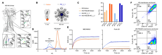 DuckSwabber's tweet photo. Influenza viruses from birds have a less stable HA vs seasonal influenza = fusion at higher pH. Combine 5 mutations within HA = stable closure of HA trimer. Potential to improve vaccines.
👉https://t.co/HvmtoNRVmS https://t.co/CiPJpZLIgZ