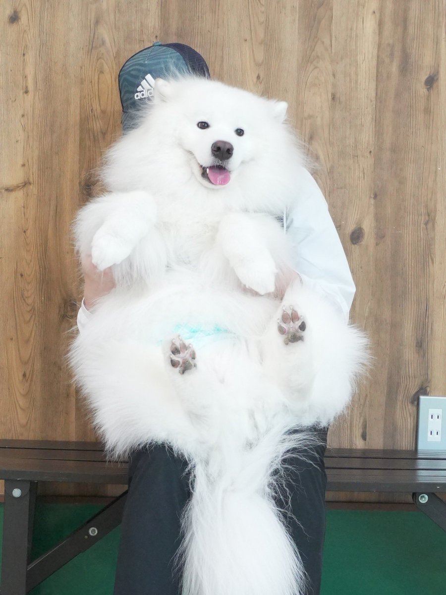 ドッグランで抱っこされるサモエド
可愛過ぎませんか？