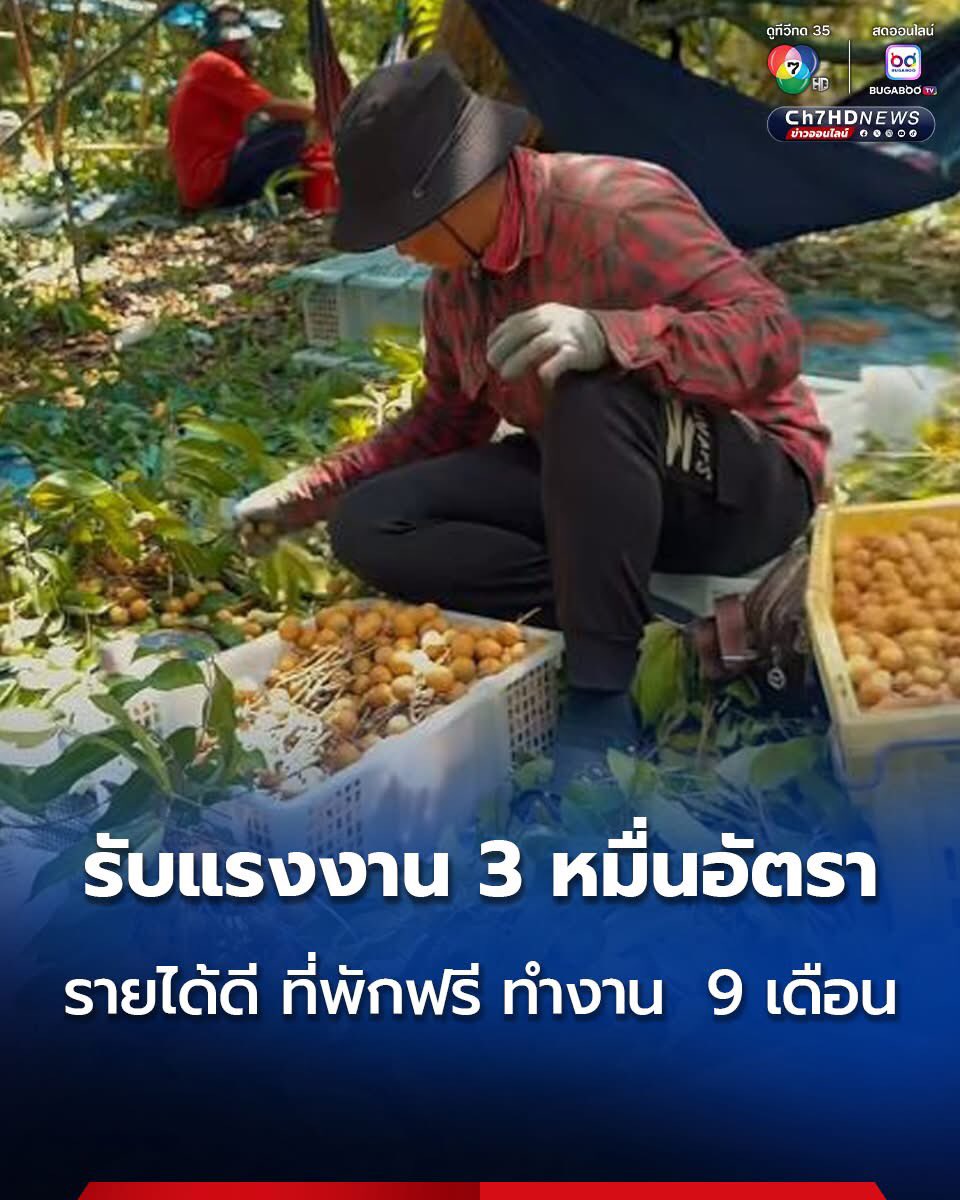 สวนลำไย จันทบุรี เปิดรับสมัคร #แรงงานคนไทย เก็บลำไย กว่า 30,000 อัตรา ทดแทนแรงงานกัมพูชาที่กลับประเทศ รายได้ดี มีที่พักฟรี ทำงาน  9 เดือน ตั้งแต่เดือนสิงหาคม 2568 - เมษายน 2569 รายได้เฉลี่ย 700 - 1,300 บาท/วัน ขึ้นอยู่กับความขยันและทักษะ