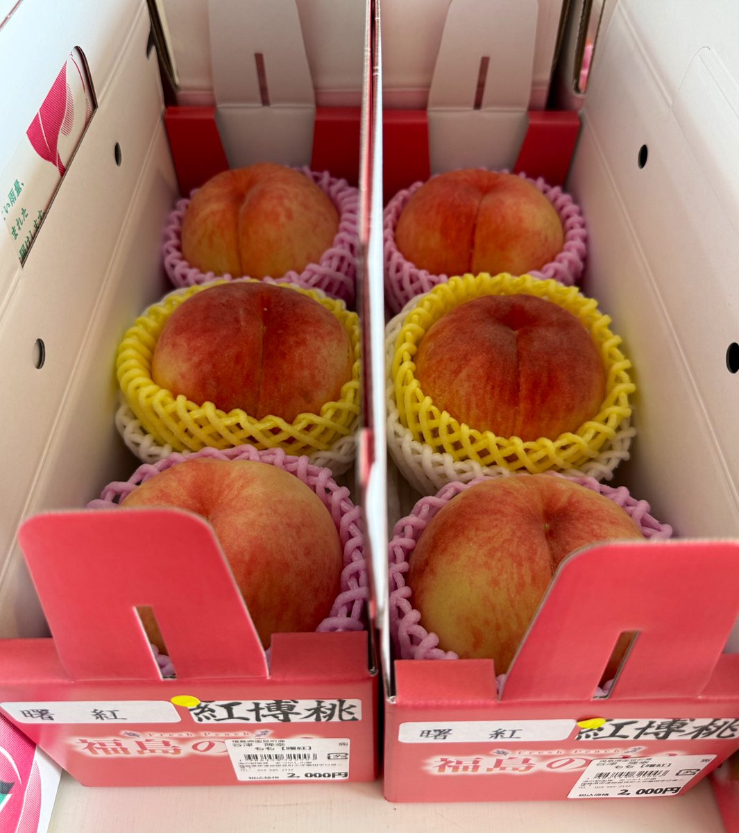michinoeki923's tweet photo. 今日のあつかしの桃ラインナップ😎✨

🍑あかつき
🍑まどか
🍑紅博桃
🍑なつっこ
🍑なつおとめ
🍑あかつきネオ
🍑夏の陽
🍑あこや
🍑嶺鳳
🍑曙紅
🍑美郷
⚪️美晴白桃
🍑大紅蟠桃
🟡スウィート光黄
🟡黄金桃
🍑おどろき
🍑紅川中島 
🍑来夏
🍑まなみ

などなど。結構出てきてます😉

 #あつかしの桃2025 https://t.co/se4WeqcYwV