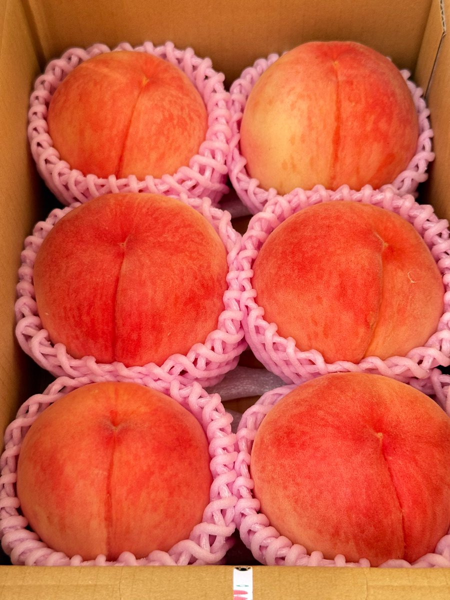 michinoeki923's tweet photo. 今日のあつかしの桃ラインナップ😎✨

🍑あかつき
🍑まどか
🍑紅博桃
🍑なつっこ
🍑なつおとめ
🍑あかつきネオ
🍑夏の陽
🍑あこや
🍑嶺鳳
🍑曙紅
🍑美郷
⚪️美晴白桃
🍑大紅蟠桃
🟡スウィート光黄
🟡黄金桃
🍑おどろき
🍑紅川中島 
🍑来夏
🍑まなみ

などなど。結構出てきてます😉

 #あつかしの桃2025 https://t.co/se4WeqcYwV