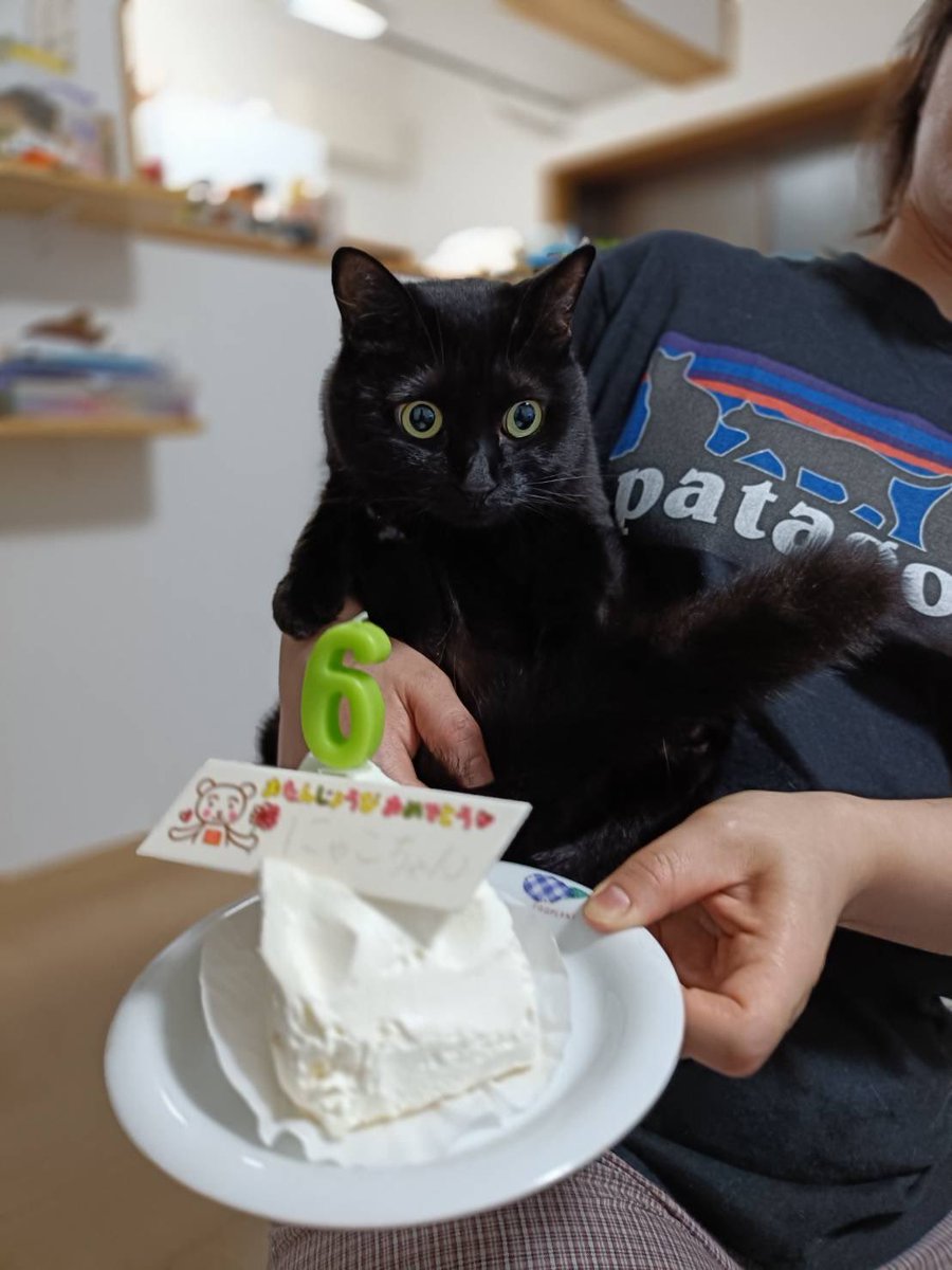 miwako_meats's tweet image. ㊗️happy birthday㊗️
にゃこちゃん
昨日（8/10）で6歳になりました🎉

6年前
この鬼のような炎天下に兄弟で捨てられてたにゃこちゃん
もう一生分の苦労はしたから我が家でわがままいっぱい過ごせばいいからね❤️

生まれてきてくれて我が家に来てくれてありがとう😊

#保護猫
#黒猫
#にゃこ